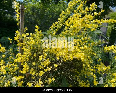 Ginster, Cytisus, scoparius ist eine Heilpflanze mit gelben Blueten und wird in der Medizin als Arzneimittel verwendet. Broom, Cytisus, scoparius is a Stock Photo