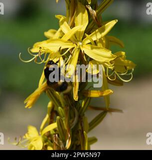 Der Gelbe Affodill, frueher auch Goldwurz genannt, ist eine Pflanzenart aus der Gattung der Junkerlilien. The yellow asphodel, formerly also called go Stock Photo