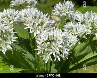 Baerlauch  ist eine wichtige Wildkraut- und Heilpflanze die ein Knoblauchduft  hat mit weissen Blueten. Sie hat mehrere giftige Doppelgaenger, wie Mai Stock Photo