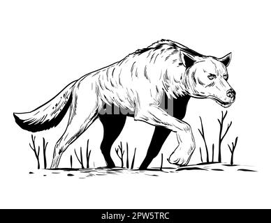 Comics style drawing or illustration of a wolf or wild dog stalking during winter viewed from low angle on isolated background in black and white retr Stock Photo