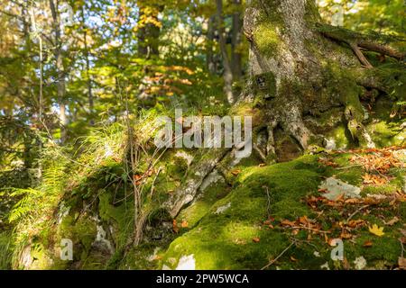 Trail camera very well hidden under a moss on a large tree in summer forest. Scouting device for monitoring wildlife camouflaged on in woodland from w Stock Photo