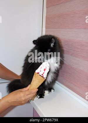 human hand offers a black cat to eat ice cream. Surprised cat with ice cream. Delicious ice cream for cat. Woman offering ice cream to pet. cute kitte Stock Photo