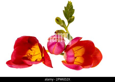 Single stem of a red flower freesia isolated on white background, close up Stock Photo