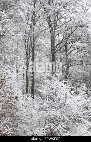 Winterwald bei Einhaus im Naturpark Sauerland-Rothaargebirge, in der Homert, zugeschneiter Winterwald mit tief hängenden verschneiten Ästen und Zweige Stock Photo