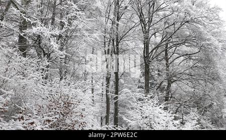 Winterwald bei Einhaus im Naturpark Sauerland-Rothaargebirge, Stock Photo