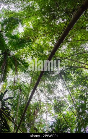 Bamboo foliage leaves branch in beautiful Green Bamboo Plantation with sunny in the morning in Parati, Riod e Janeiro, Brazil. Natural Forest for Rest Stock Photo