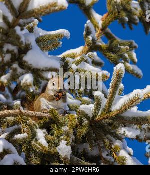 Red squirrel feeding in a white spruce tree in northern Wisconsin. Stock Photo