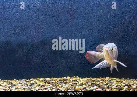 The arowana fish in the cabinet. It is a charming fish. Stock Photo