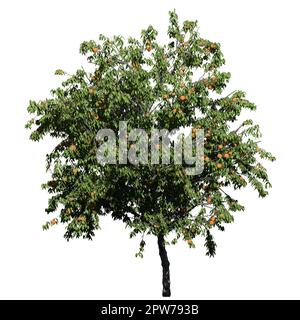 Tree isolated on white background front view - Peach Tree Stock Photo