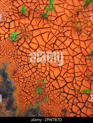 Plants growing through cracked dry land in a barren landscape. Closeup of an artistic image in bright rusty orange with copyspace. New growth symbolis Stock Photo