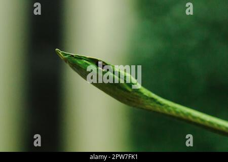 Long-nosed whip snake is a kind of poisonous snake Living most of the tree life Stock Photo