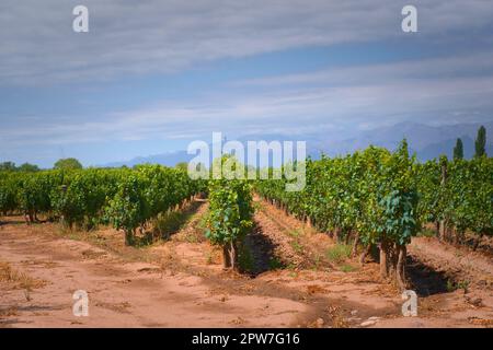 Grapevine rows at a vineyard estate in Mendoza, Argentina, with Andes Mountains in the background. Wine industry, agriculture background. Stock Photo