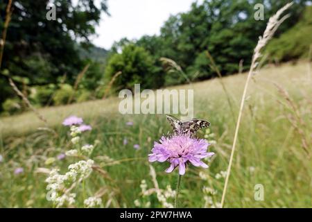 Schachbrett oder Damenbrett (Melanargia galathea) auf Acker-Witwenblume (Knautia arvensis, Syn. Scabiosa arvensis), Naturschutzgebiet Kuttenberg, Nord Stock Photo