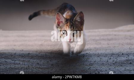 Small kitten playing hunt, walking towards the camera. Stock Photo