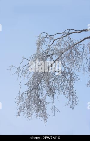 A tree branch covered in snow in winter. Frozen tree branches and leaves against white snowy background. frosty branches on tree in cold weather in th Stock Photo