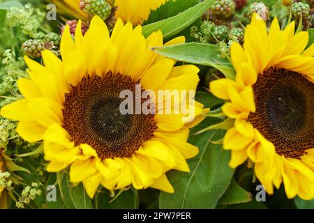 Closeup of a yellow sunflower bouquet. Two large bright sunflowers in a farm style floral arrangement with green leaves and petals. Rustic rural flowe Stock Photo