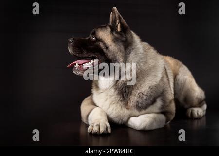 American Akita young dog lies on a dark background with his head turned to the side Stock Photo