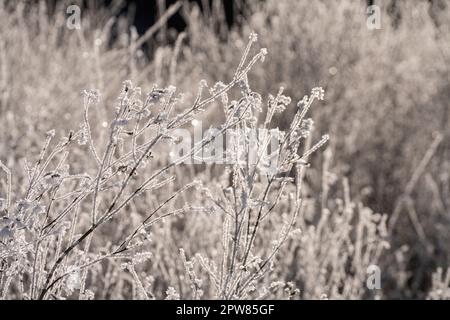 the ice formations formed on the branches of the shrubs Stock Photo