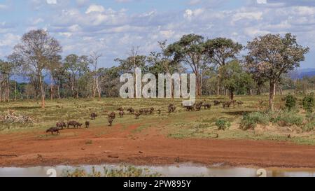 A herd of Cape buffalo at a waterhole in the Aberdare National Park in the Aberdare Mountain Range in central Kenya. Stock Photo