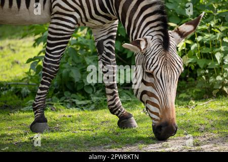 Hartmann's mountain zebra (Equus zebra Hartmannae), animal in the family Equidae, native region: mountainous areas of south-western Angola and Namibia Stock Photo