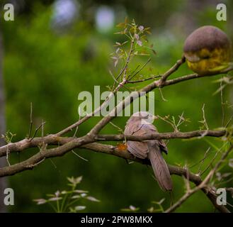 A Jungle Babbler Sitting On a branch of a Tree. Stock Photo