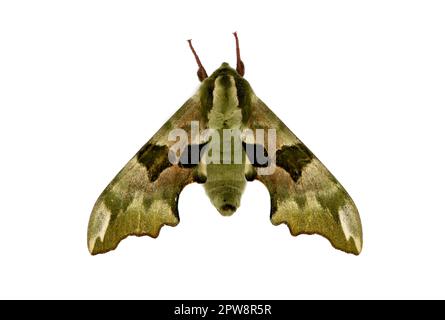 Mimas tiliae, the lime hawk-moth, is a moth of the family Sphingidae. It is found throughout the Palearctic region and the Near East, and has also bee Stock Photo