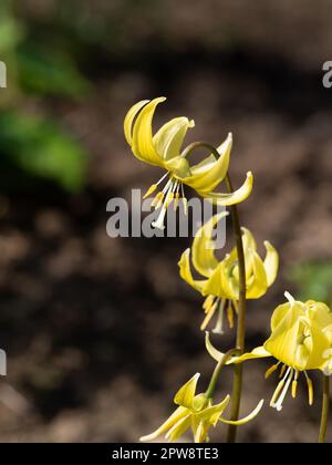 A close up of a single flower spike of the yellow dogs tooth violet Erythronium 'Pagoda' Stock Photo