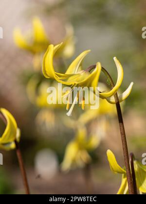 A close up of a single flower spike of the yellow dogs tooth violet Erythronium 'Pagoda' Stock Photo