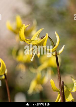 A close up of a single flower spike of the yellow dogs tooth violet Erythronium 'Pagoda' Stock Photo