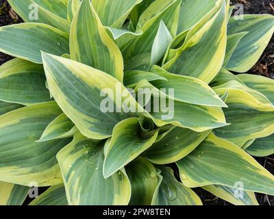 A close up of the blue and cream edged foliage of Hosta 'Wolverine' Stock Photo