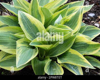 A close up of the blue and cream edged foliage of Hosta 'Wolverine' Stock Photo