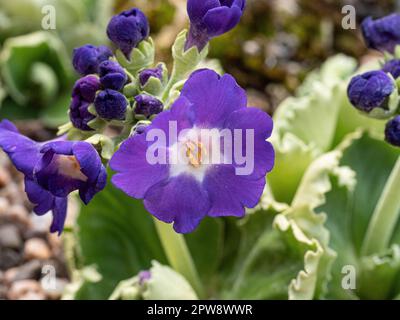 The violet flowers and crinkled foliage of Primula x Kusum Krishna growing in an alpine sink Stock Photo