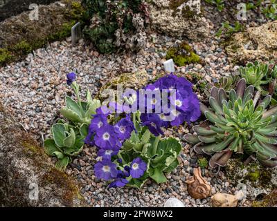 The violet flowers and crinkled foliage of Primula x Kusum Krishna growing in an alpine sink Stock Photo