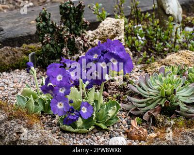 The violet flowers and crinkled foliage of Primula x Kusum Krishna growing in an alpine sink Stock Photo