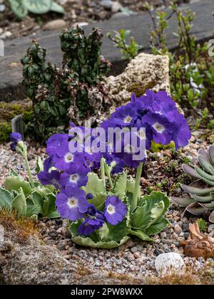 The violet flowers and crinkled foliage of Primula x Kusum Krishna growing in an alpine sink Stock Photo