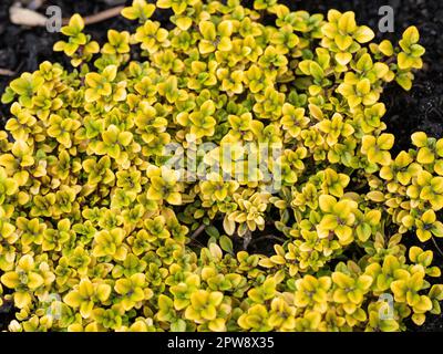 A  patch of the golden spreading aromatic herb Thymus citriodorus 'Aureus' Stock Photo