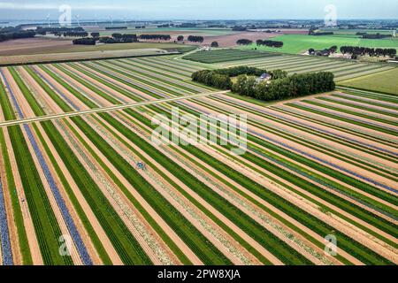 The Netherlands, Ooltgensplaat, Bi-Jovira arable farm. Cornelis Mosselman. Strip cropping. Strip farming. Fieldlab. Aerial view. Stock Photo