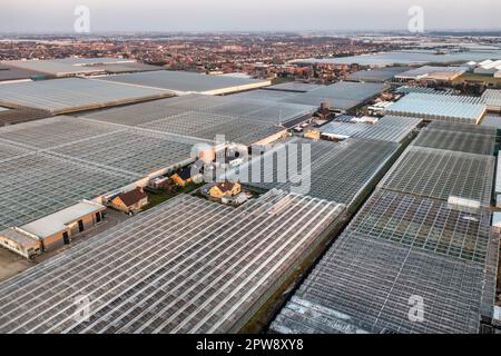The Netherlands, Õs-Gravezande, Westland region. Horticulture in greenhouses. Aerial view. Stock Photo
