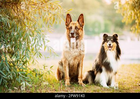 Alsatian Wolf Dog And Tricolor Rough Collie Sitiing Together In park. Funny Scottish Collie, Long-haired Collie, English Collie, Lassie Dog Stock Photo