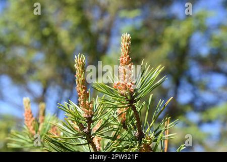 Closeup on pine branch with new foliage sprouting Stock Photo