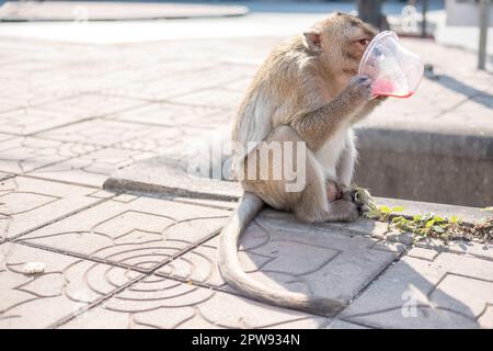 Monkey drinking water in a cup, in Lopburi, a province in the central region of Thailand Stock Photo