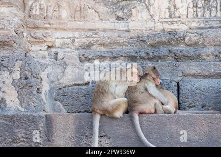 A group of Monkey sleeping, in Lopburi, a province in the central region of Thailand Stock Photo
