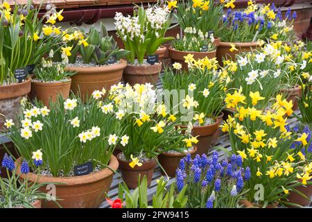 A colourful display of potted spring bulbs including daffodils (narcissi) and grape hyacinths (muscari) in UK garden April Stock Photo