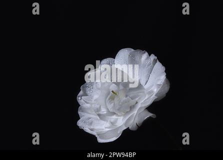 A detailed macro-closeup photo of a single white wild cherry flower with dew or water drops on its surface petals captured on a black background Stock Photo