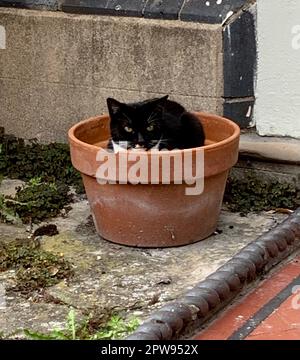 Black & White Cat sat on a white windowsill looking up Stock Photo - Alamy