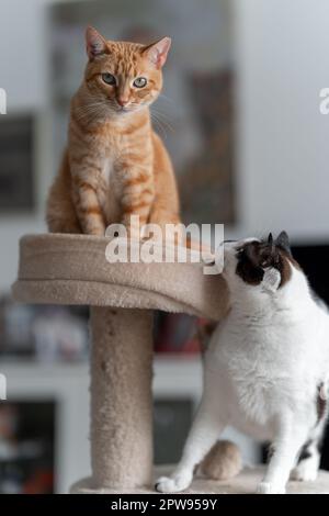 vertical composition. two domestic cats interact in a scratching tower Stock Photo