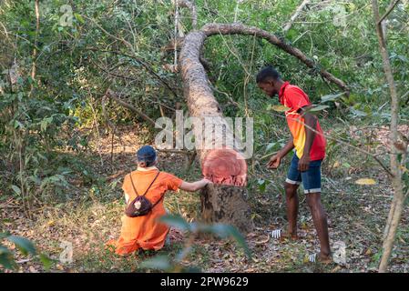 Auroville, India - March 2023: A tree just shot down in Darkali forest to open a 9 meters wide road for the development of the city. Stock Photo
