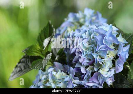 Beautiful hortensia plant with light blue flowers outdoors,  closeup Stock Photo