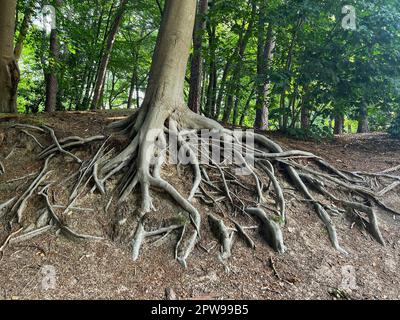 Tree roots visible through ground in forest Stock Photo - Alamy