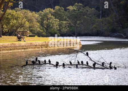 A line of Little Black Cormorants (Phalacrocorax sulcirostris) in the afternoon on a large tree limb lying out of the water at Bobbin Head in Sydney Stock Photo